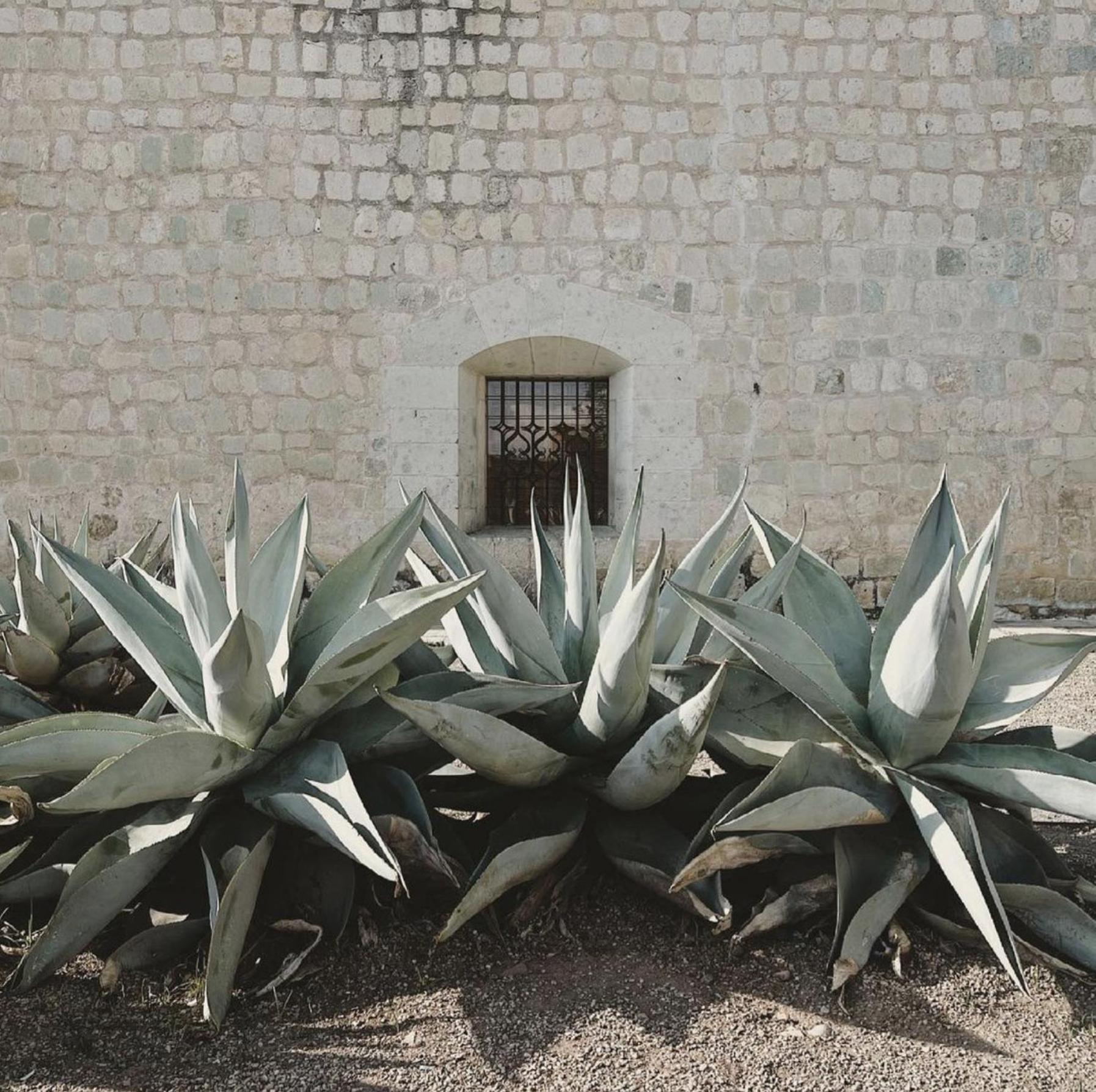 Casa Bonita Hotel & Cocina Oaxaca Dış mekan fotoğraf